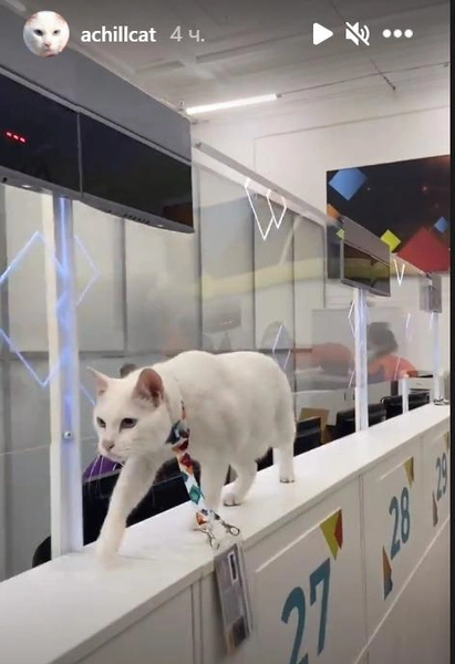 Источник: скриншот страницы кота Ахилла в Instagram