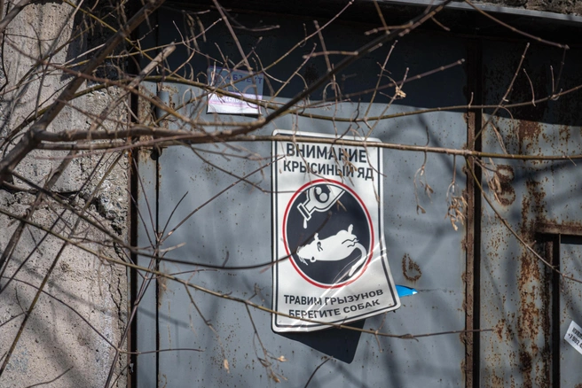 Мальчик попал в реанимацию, отравившись крысиным ядом в Петербурге | Источник: Елена Буйвол / VLADIVOSTOK1.RU