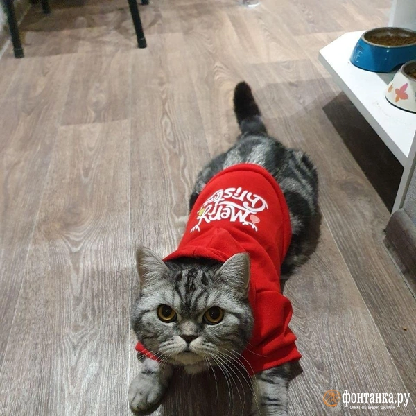 Источник: читатель ЗвероПятница🐶🐱🐰🦊🐭🥹