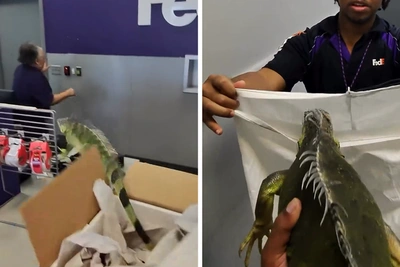 Мужчина открыл посылку FedEx, и из нее выскочила живая игуана