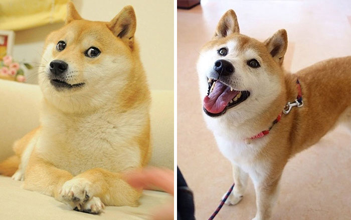 доге, Doge