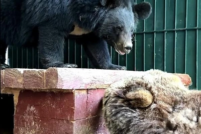 Rescued bear Maya meets Himalayan bear Finik