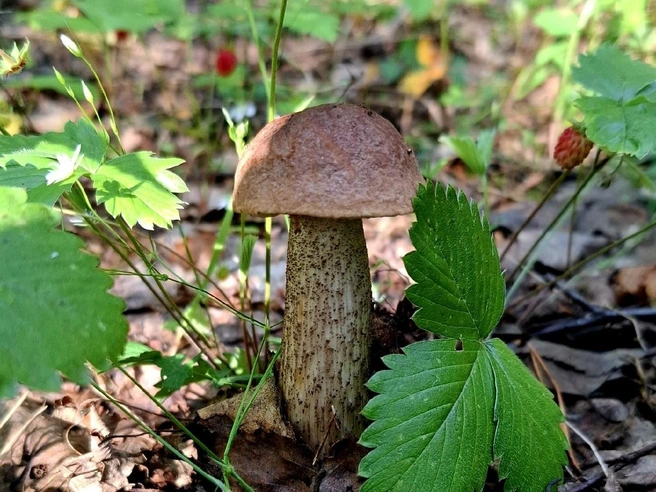 Грибники меньше всех в Екатеринбурге радуются жаркому лету  | Источник: Дары лесов Урала. Грибы Екатеринбурга и Свердловской области / Vk.com