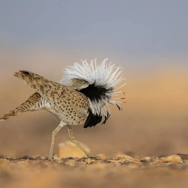 Третье место в номинации «Поведение птиц» | Источник: Chen Ein-dor / Bird Photographer of the Year 2025