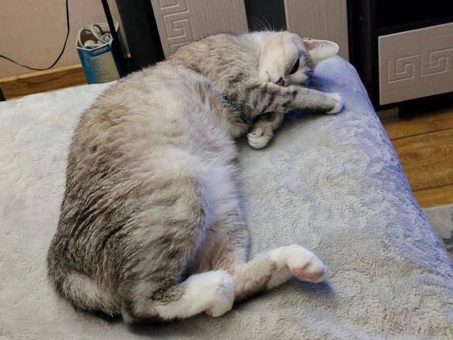 Этот мохнатый друг ищет тепло на постели владельцев. | Источник: читательница НГС Татьяна