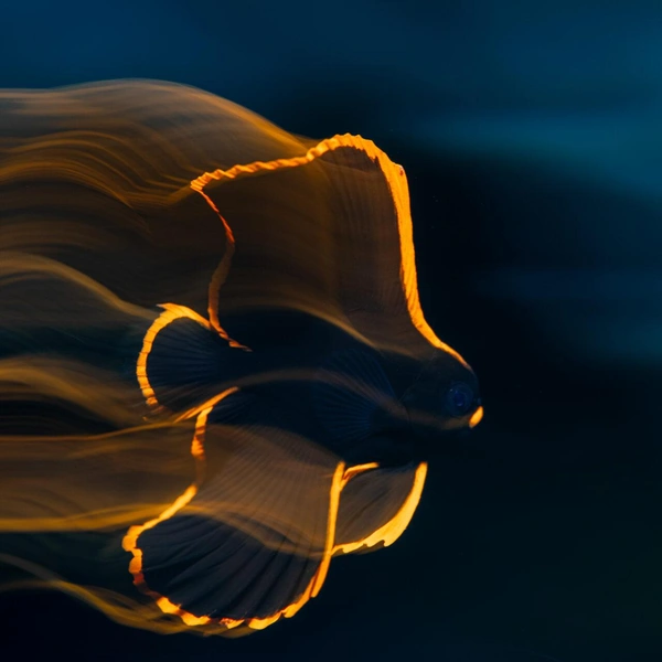 Финалист в номинации «Искусство» | Источник: Luis Arpa Toribio / Ocean Photographer of the Year 2025
