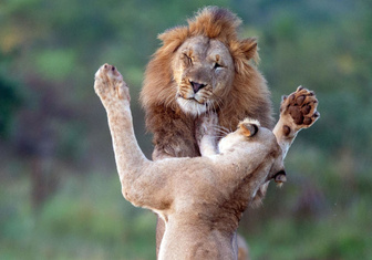 В ЮАР танцуют львы