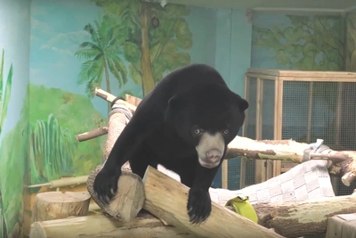 В Новосибирский зоопарк привезли малайского медведя