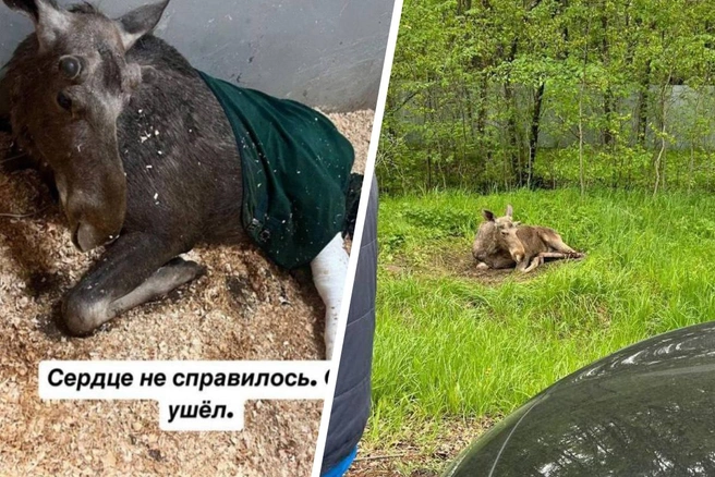Лосенок Илюша не смог вынести операцию | Источник: соцсети