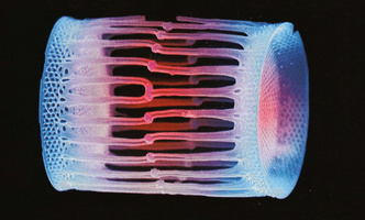 Одноклеточное чудо: посмотрите на водоросли диатомеи под микроскопом
