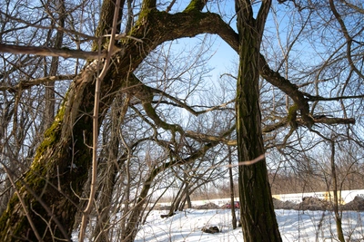 Дончане о планах властей восстановить лесополосы