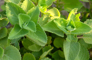 Шпороцветник лекарственные свойства