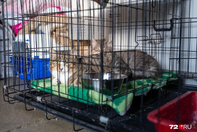 Часть новичков содержится в клетках, чтобы избежать опасных для других ситуаций | Источник: Илья Чикотин / 72.RU