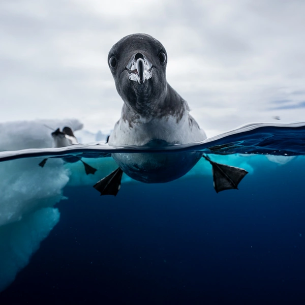 Финалист в номинации «Птицы» | Источник: Jonas Beyer / European Wildlife Photographer of the Year 2025
