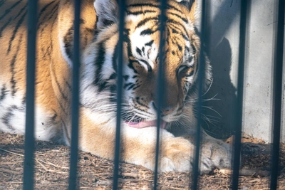 Тигр похитил собаку в Андреевке при очевидцах