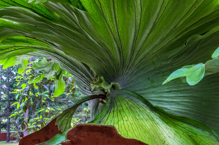 Акробаты мира флоры: растения, которым подставили «плечо»