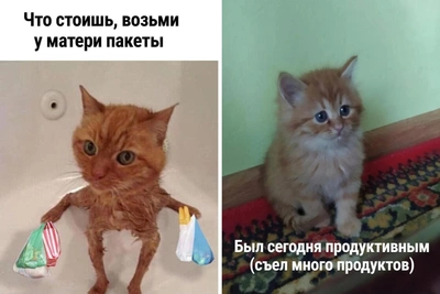 Funny Cat Memes You Will Relate To