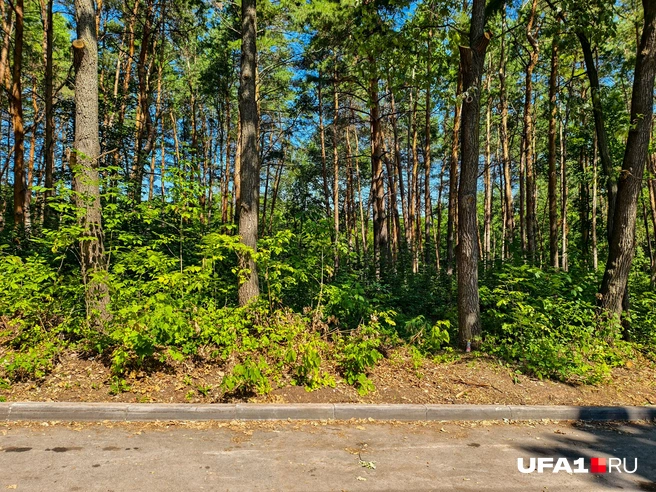 Аллея выводит сюда | Источник: Булат Салихов / UFA1.RU