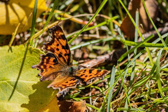 Рыжая красавица прекрасно вписывается в осенний пейзаж | Источник: Алексей Сапицкий 