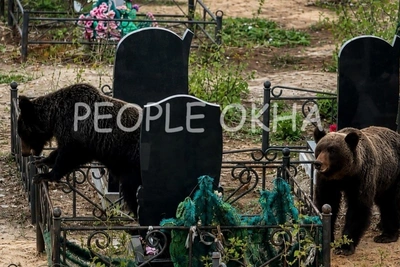 В Охе медведей отстреливают на кладбище
