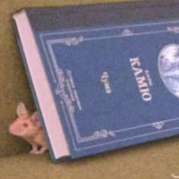 Аватарка Миранда