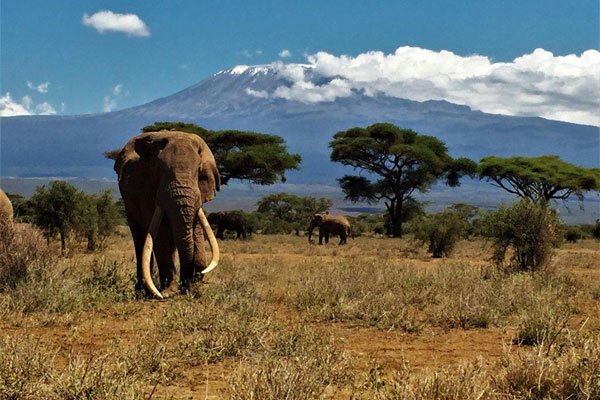 В Кении умер знаменитый слон Тим