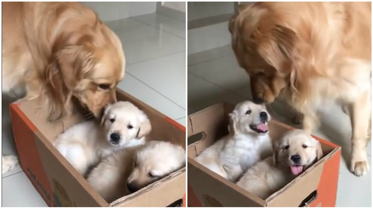 Бывалый пес эффектно продемонстрировал двум новоприбывшим щенкам, кто в доме хозяин (видео)