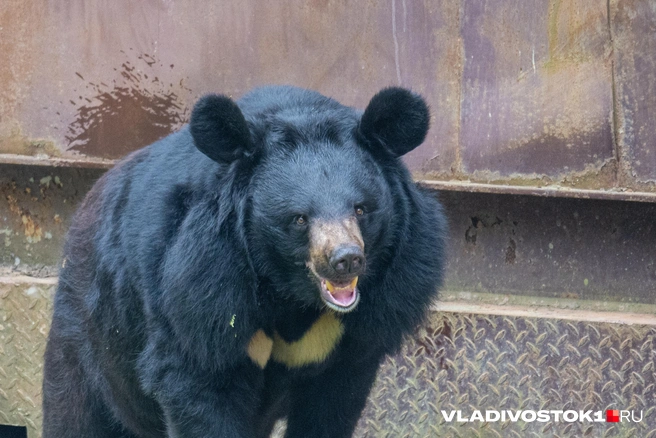 Медведь скончался в лесу от сепсиса | Источник: Елена Буйвол / VLADIVOSTOK1.RU