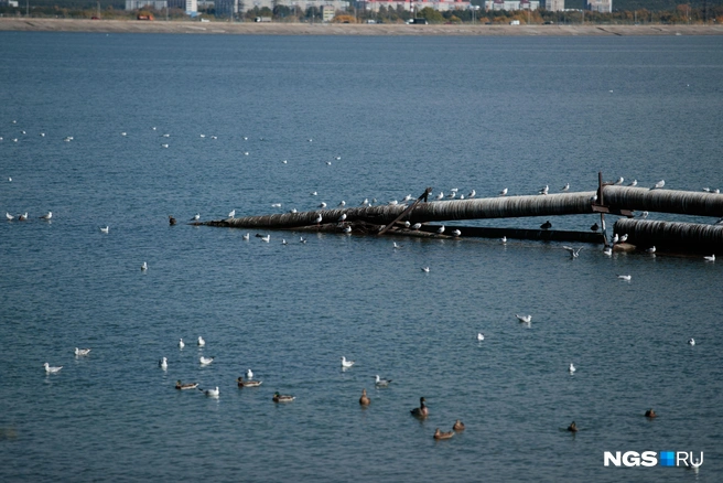Чайки облюбовали берег моря и плотину, птицы ведут себя как полноправные хозяева  | Источник: Андрей Бортко / NGS.RU 