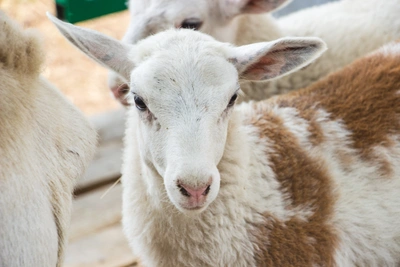 Онисим Овчарник: почему 28 февраля в гости идут с подарком