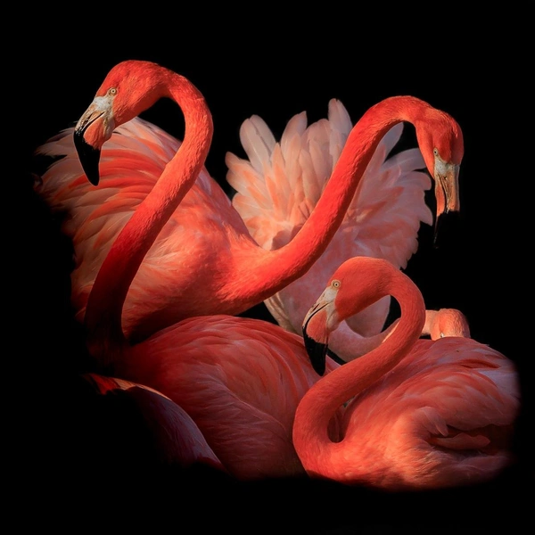 Источник: Ines Godinez via Creative Photo Awards 2025