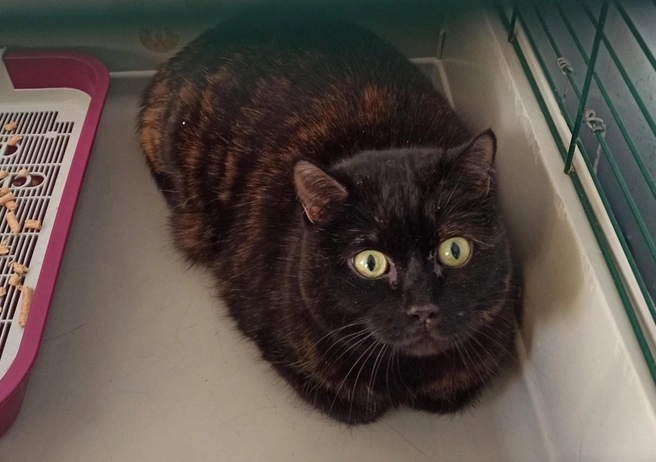 Кошка Воля почти год живет в клетке | Источник: «Ярмарка-раздача День Хвоста | Новосибирск» / «Вконтакте»