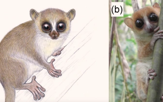 Новый вид лемуров открыт на Мадагаскаре