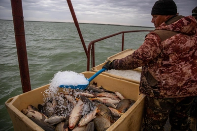 Чибис назвал причины падения улова рыбы в Заполярье