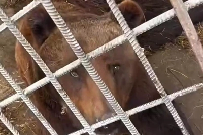 Bear at cafe near Krasnoyarsk loses use of hind legs after 29 years