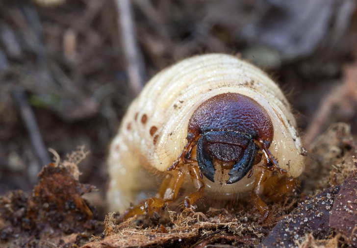Рожденный ползать: 10 удивительных фактов о майских жуках