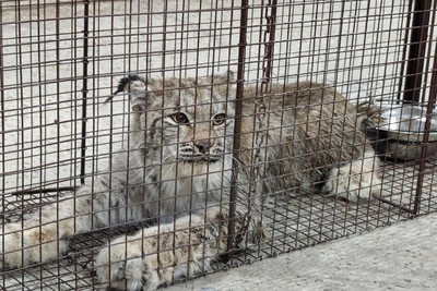 Рысь из Мегиона отправили на реабилитацию в Красноярск