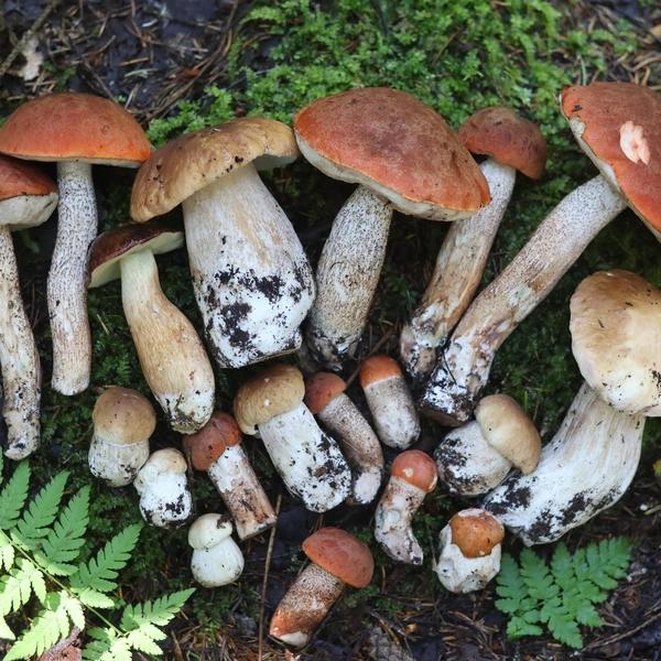 Источник: Грибы и Грибники СПб / ВКонтакте