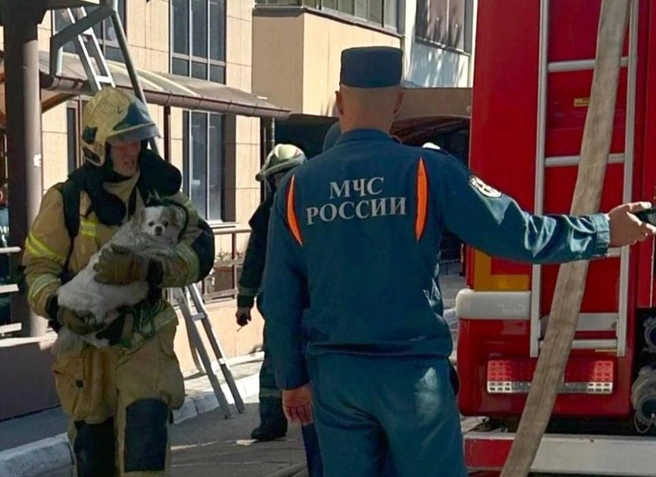 Собака не успела надышаться угарным газом | Источник: «МЧС Новосибирской области» / Telegram