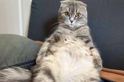 Шотландская кошка Эмми ищет новый дом в Перми