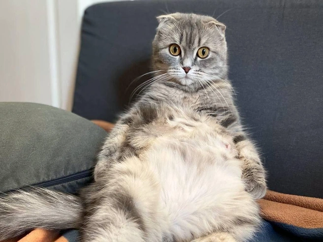 Кошка Эмми — шотландка | Источник: Гостиница для животных КотоПес / Vk.com