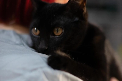 Samara Cat Luma Seeks Home After Siblings Adopted