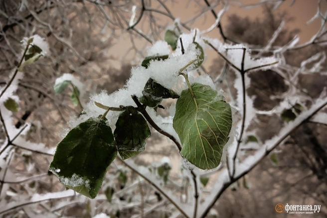 Возможно, жители Краснодара скоро увидят первый снег | Источник: Михаил Огнев / FONTANKA.RU