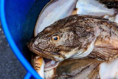 На Сахалине утвердили сроки любительской ловли симы на 2026 год