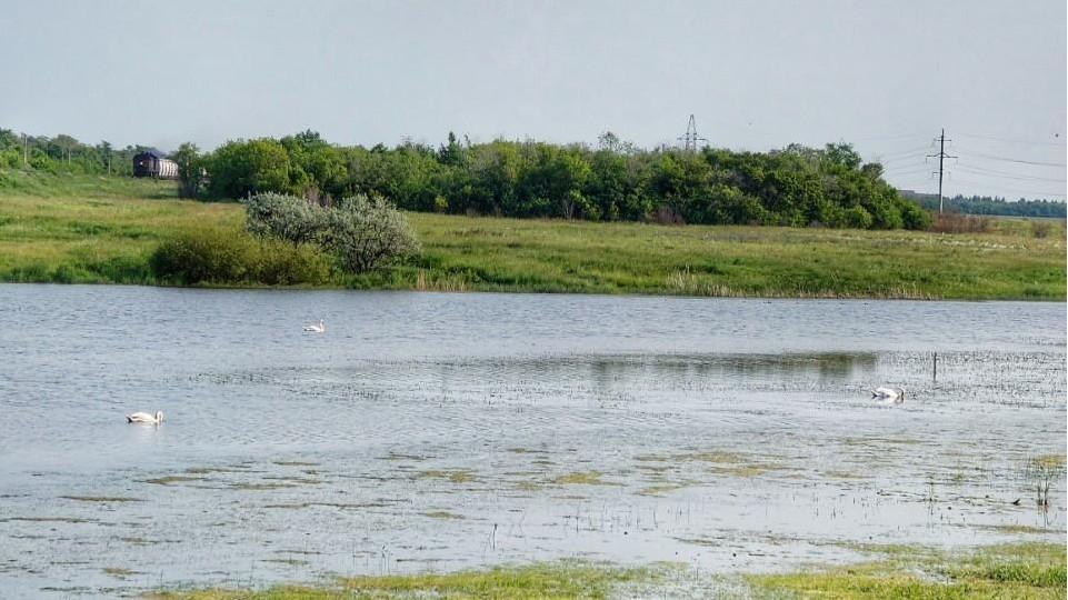 «Какая жестокость и варварство»: жители Пресной плотины в Магнитогорске просят не осушать озеро, где поселились лебеди