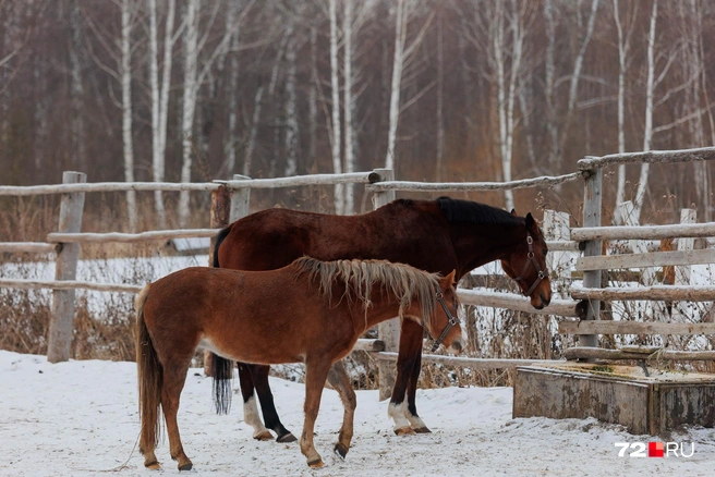 Источник: Ирина Шарова / 72.RU