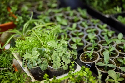 Лучшие дни для дачных работ по лунному календарю