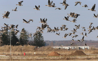 Гормон беспокойства: как птицы понимают, что пора мигрировать? Объясняет орнитолог