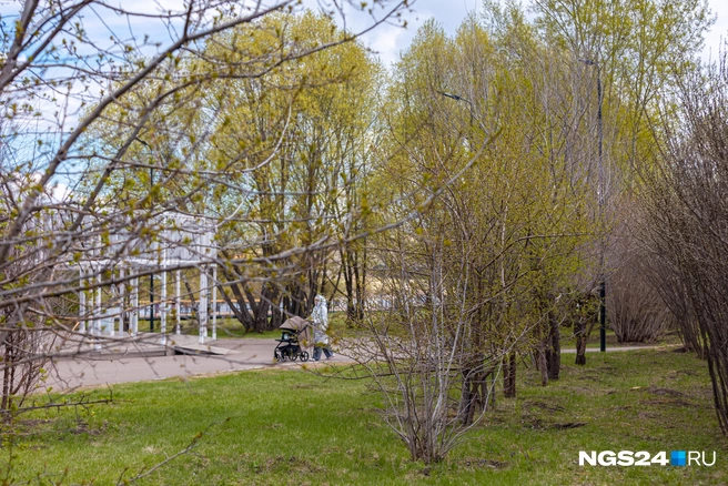 Кажется, что во всем парке сову видим только мы | Источник: Мария Ленц / NGS24.RU