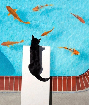 10 самых смешных фото котов за всю историю конкурса Pet Photography Awards